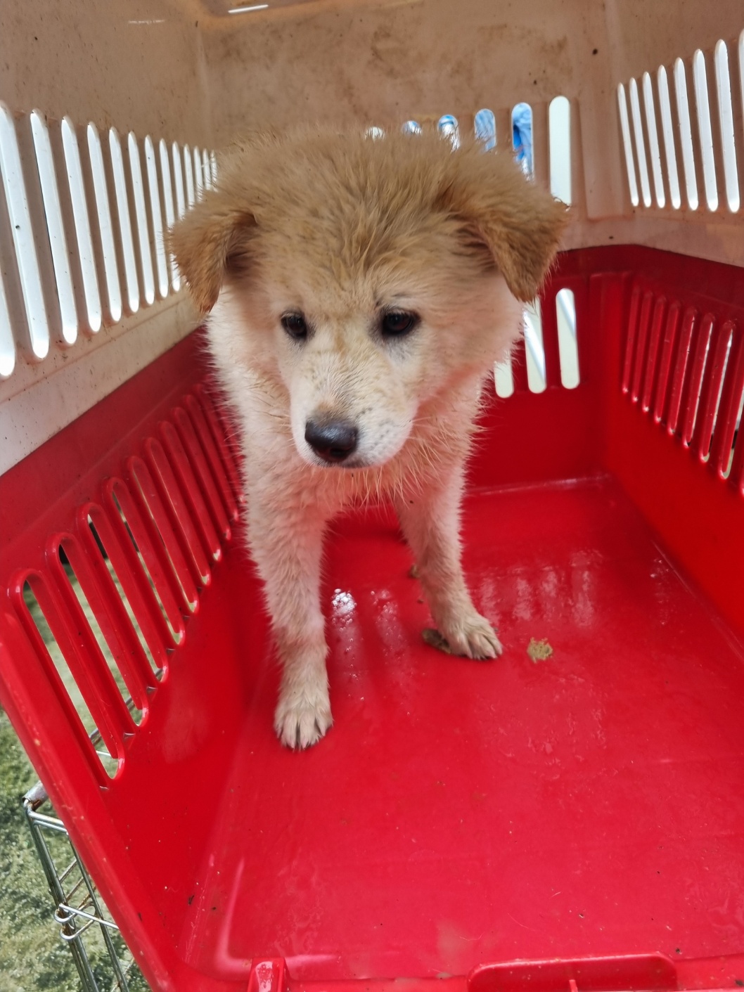 부안군 동물보호센터_445479202501145